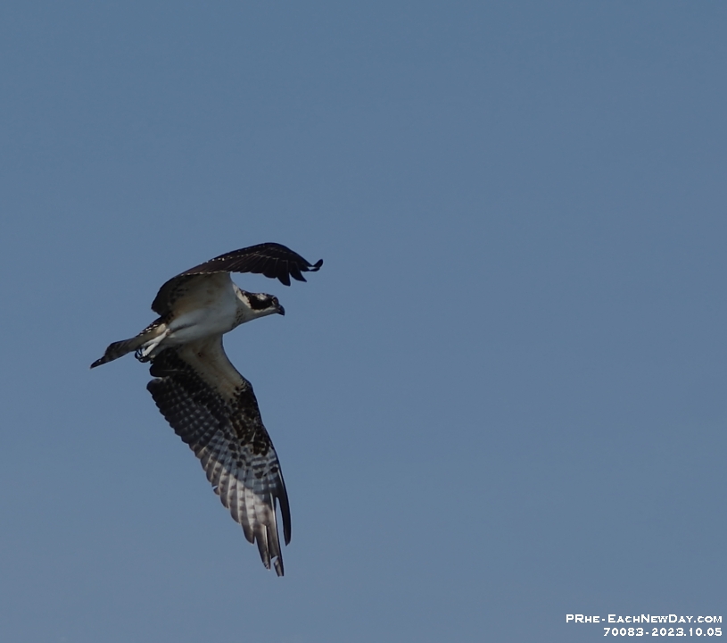 70083CrReLeUsmNr - A lovely Sunday afternoon with Beth kayaking Lake Scugog from Port Perry